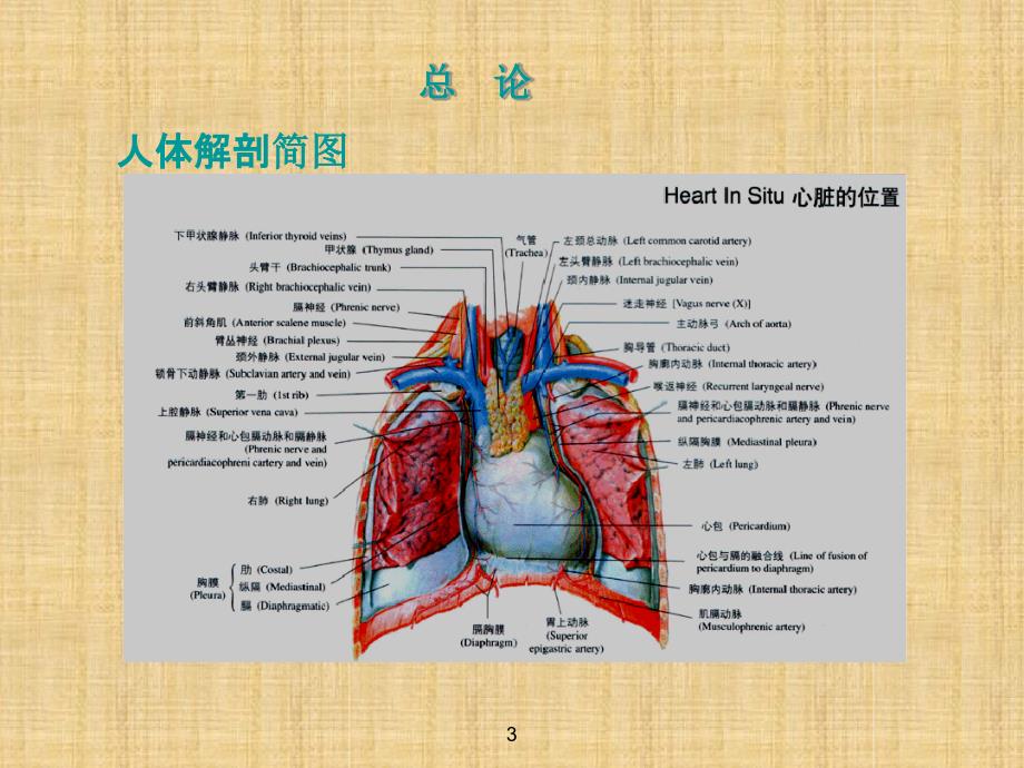 初中七年级生物下册522急救常识名师优质课件2鲁科版五四制_第3页