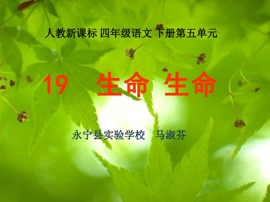 马淑芬的生命精品教育_第1页