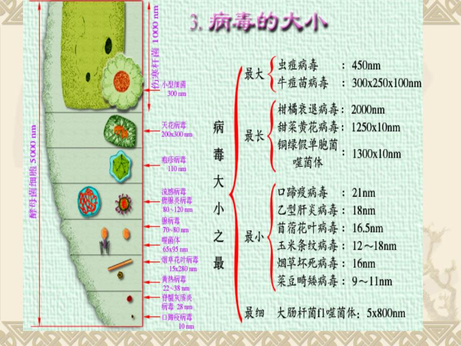 病毒形态与结构PPT课件_第3页