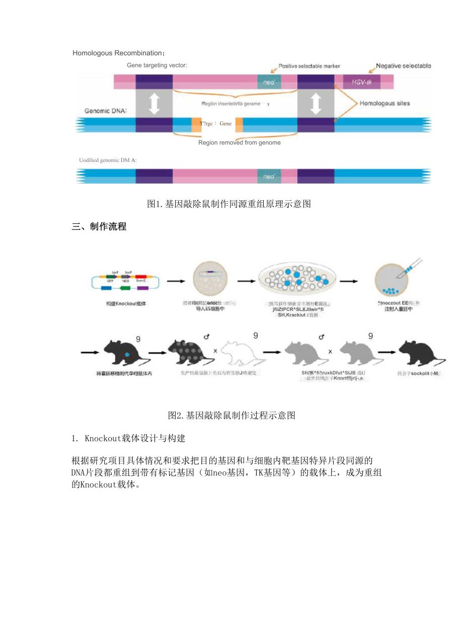 基因敲除小鼠技术_第2页