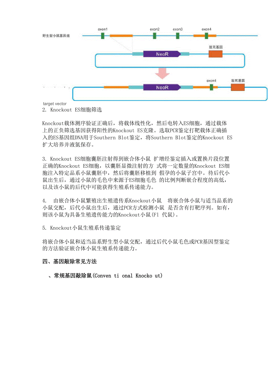 基因敲除小鼠技术_第3页