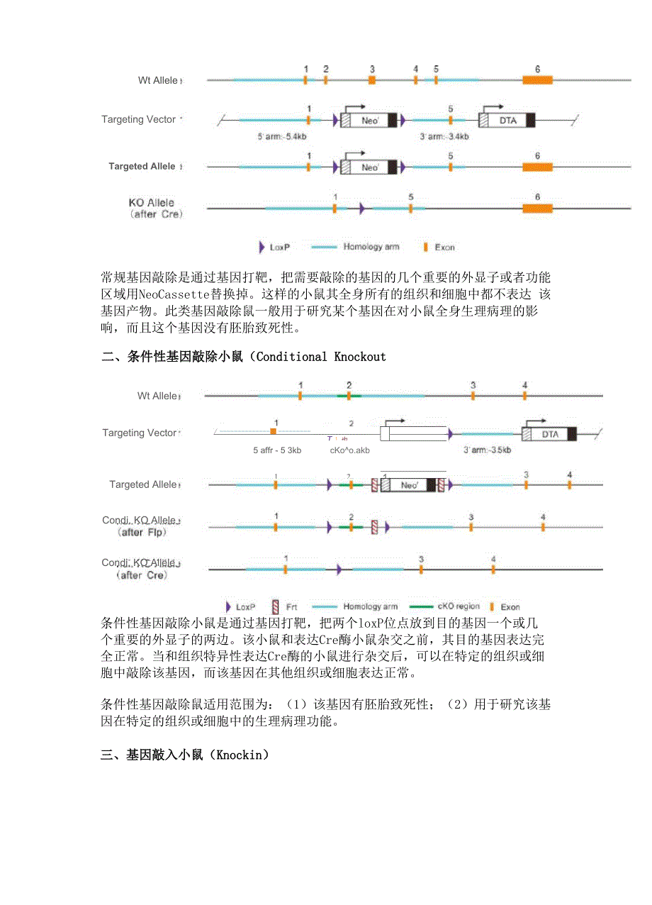 基因敲除小鼠技术_第4页