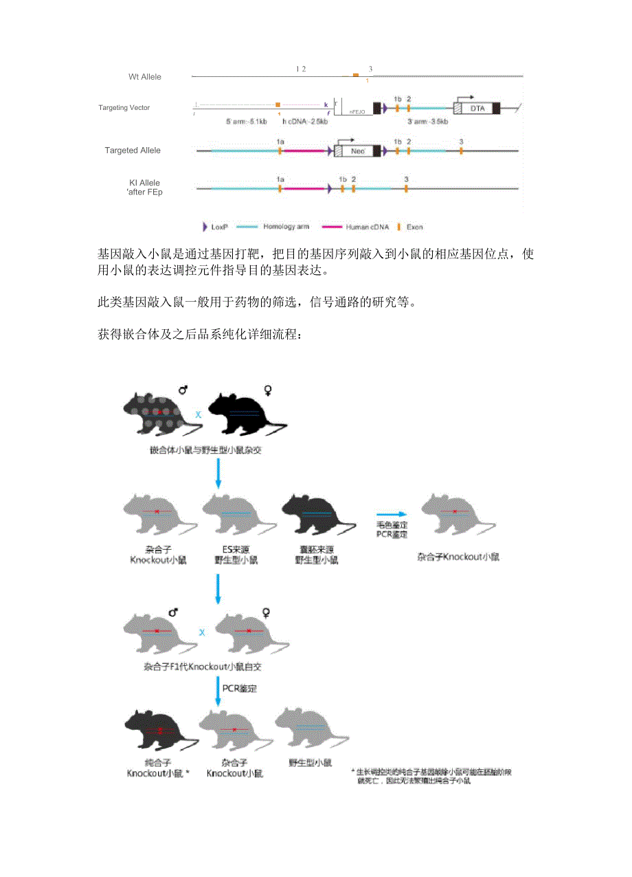基因敲除小鼠技术_第5页