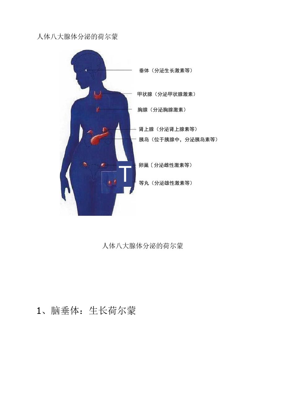 人体八大腺体分泌的荷尔蒙_第2页