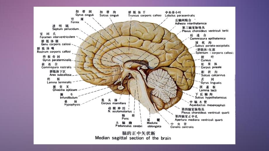 颅脑正常解剖干货分享_第3页