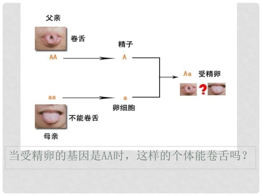 陕西省西安市庆安中学八年级生物下册《7.2.3基因的显性和隐性》课件3 人教新课标版_第5页