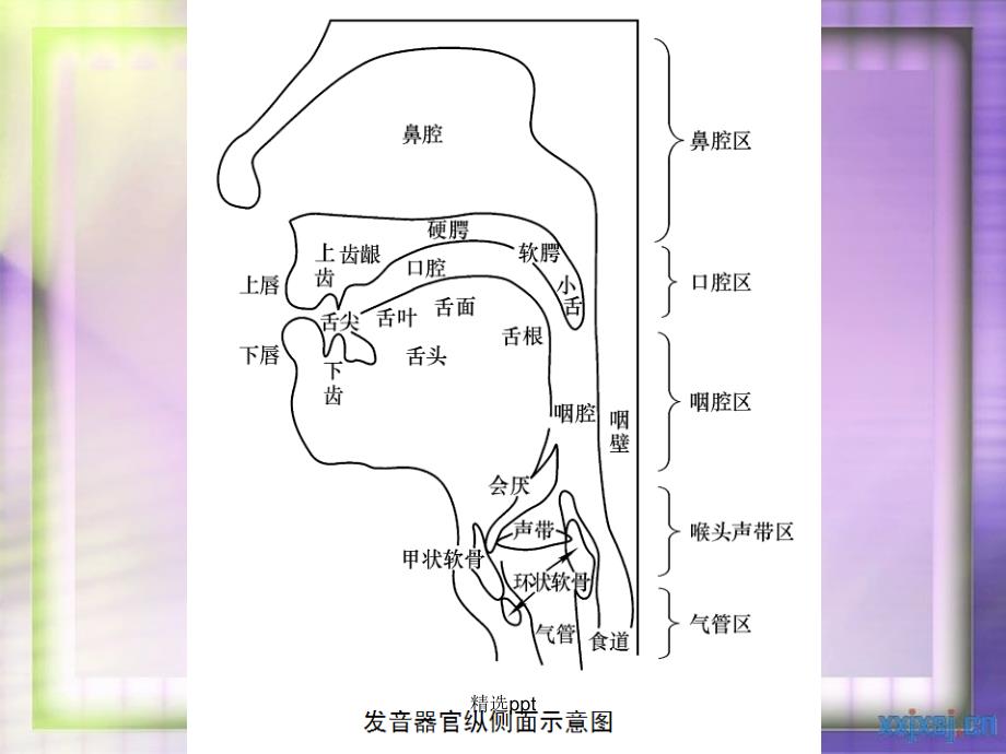 发声基础ppt课件_第4页