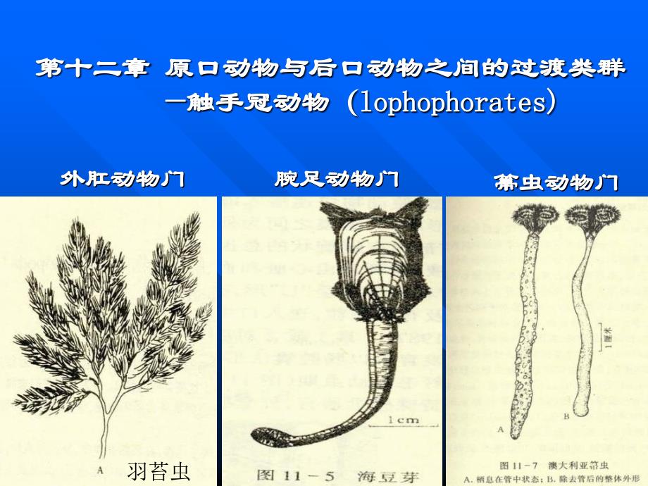 第十十三章总担棘皮半索动物门_第1页