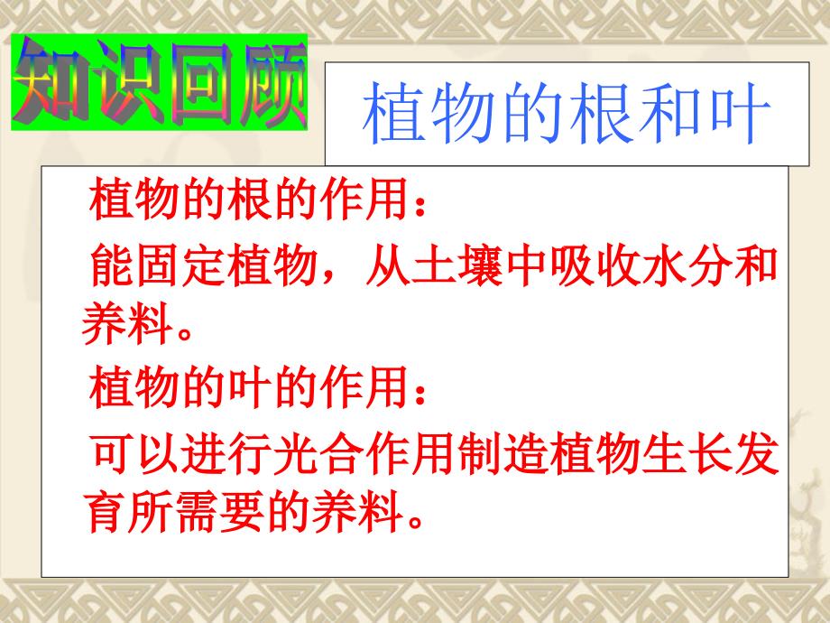 教科版三年级科学下册第一单元第五课 茎越长越高PPT(含课堂作业)_第2页