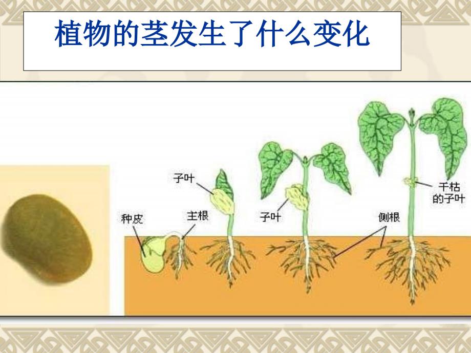 教科版三年级科学下册第一单元第五课 茎越长越高PPT(含课堂作业)_第3页