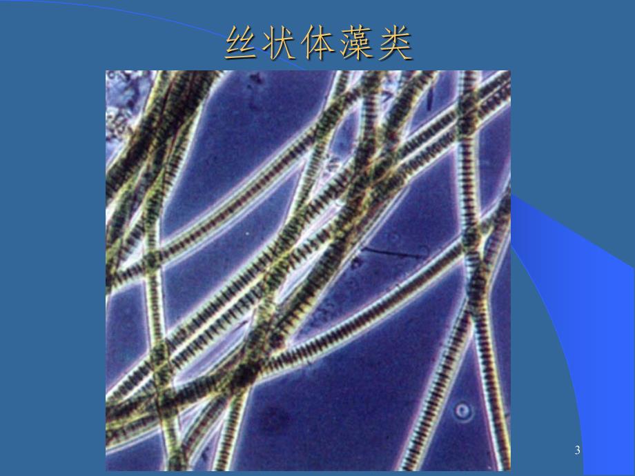 真核藻类植物学幻灯片_第3页