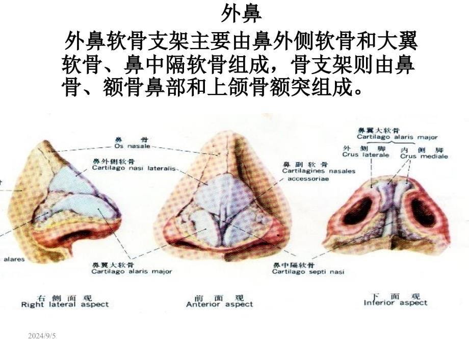 鼻的应用解剖生理PPT课件_第5页