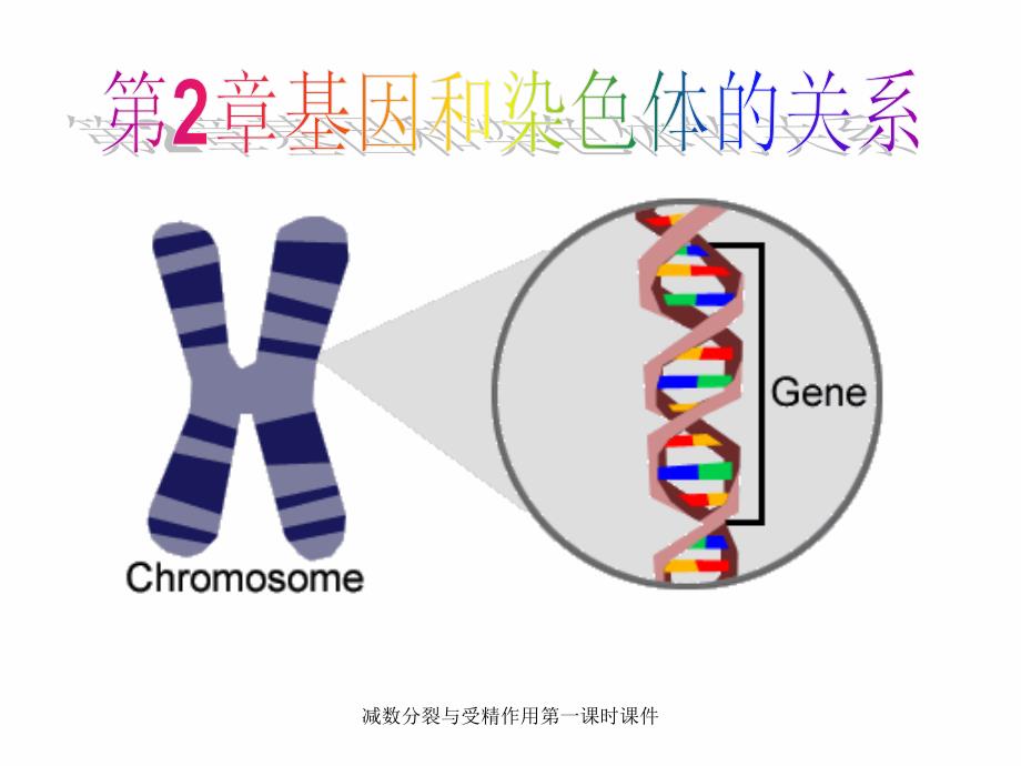 减数分裂与受精作用第一课时课件_第1页