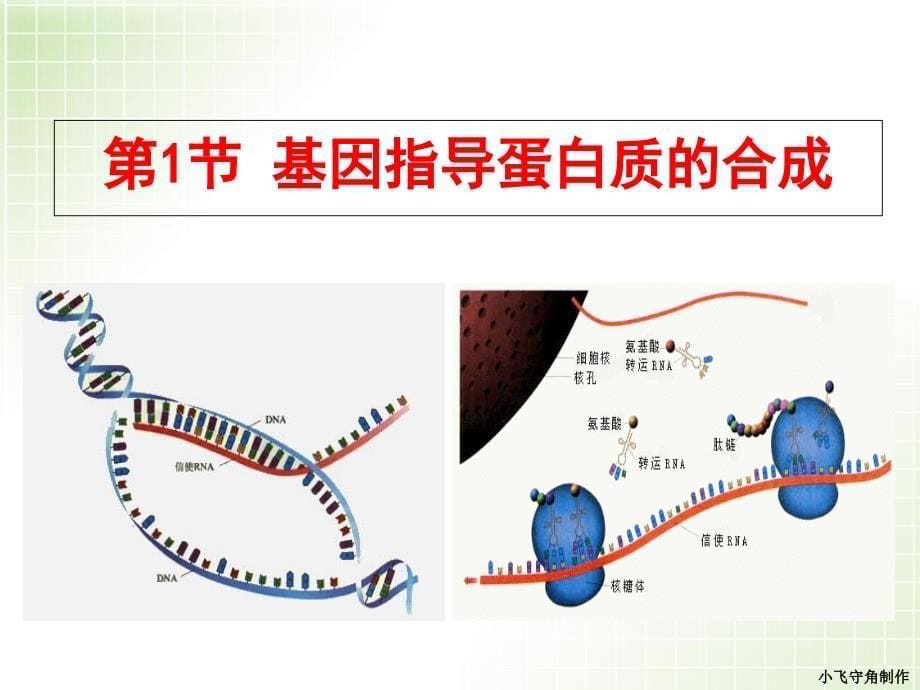 基因指导蛋白质的合成(优秀公开课课件)_第5页