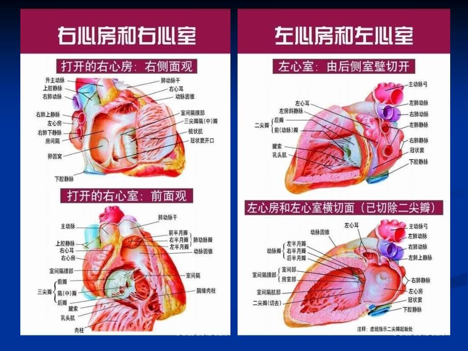 心脑血管系统疾病_第4页