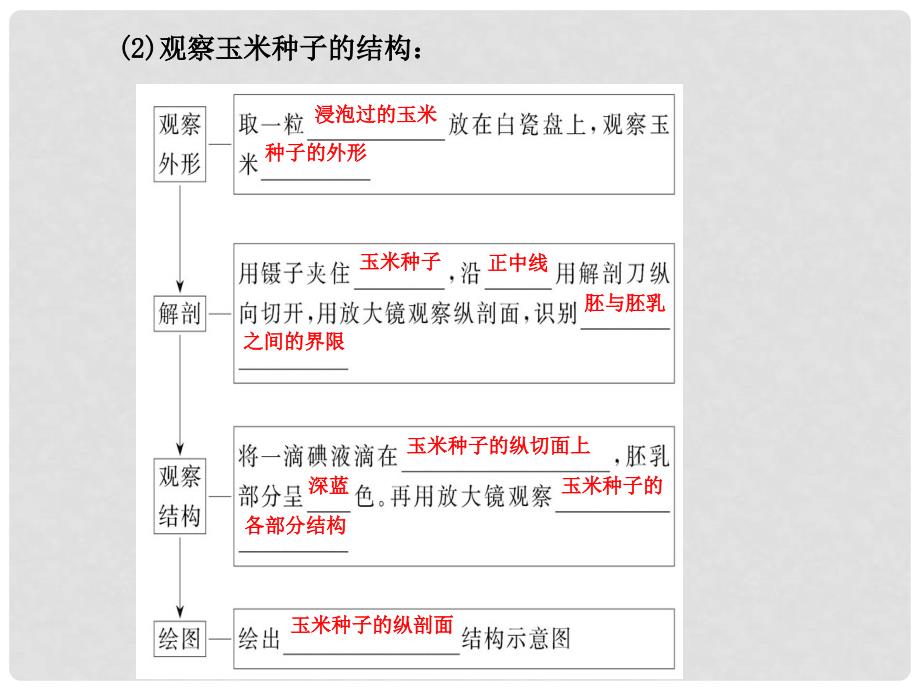 七年级生物上册 3.6.1 种子萌发形成幼苗课件 北师大版_第4页