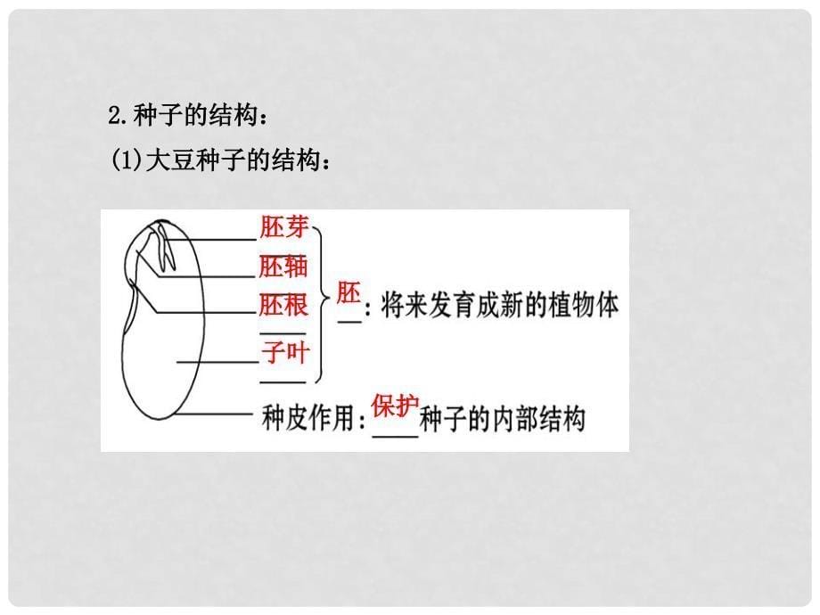 七年级生物上册 3.6.1 种子萌发形成幼苗课件 北师大版_第5页