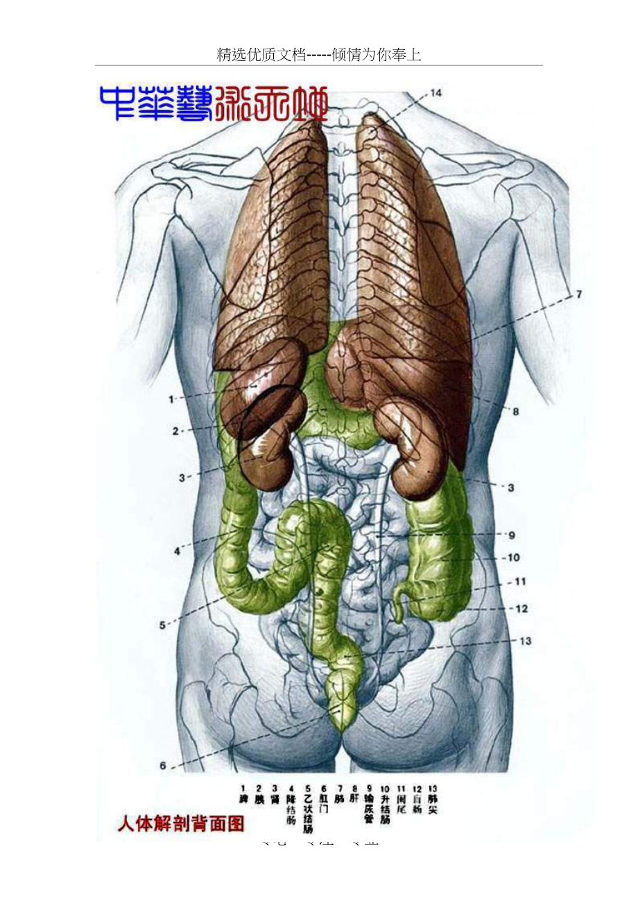 人体内脏结构图(医学图谱)_第4页