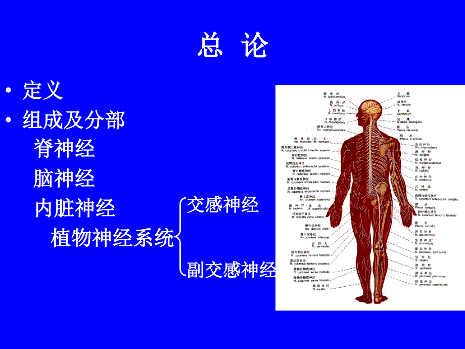 周围神经系统_第2页