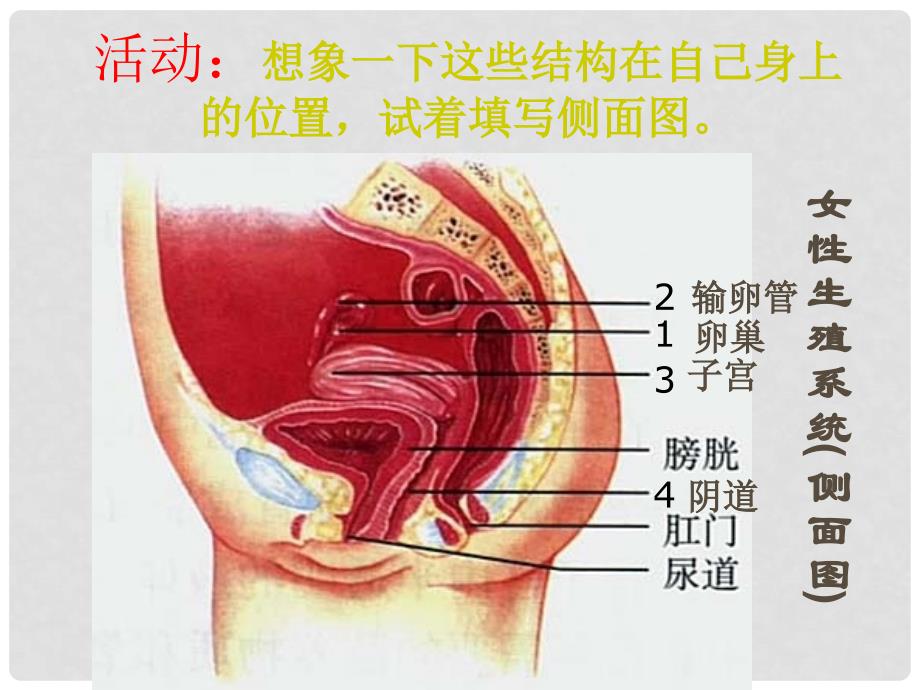 湖北省恩施州八年级生物上册 生殖和发育课件 北师大版_第4页