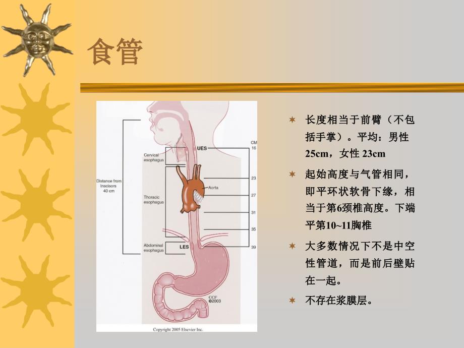 食管异物护理查房课件.ppt_第1页