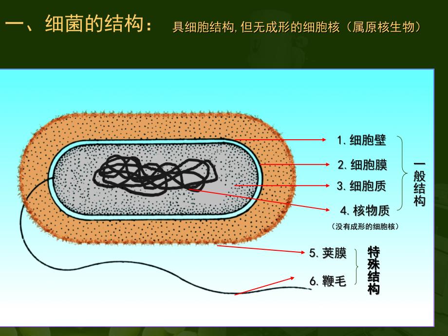 第1节　微生物在生物圈中的作用ppt_第3页