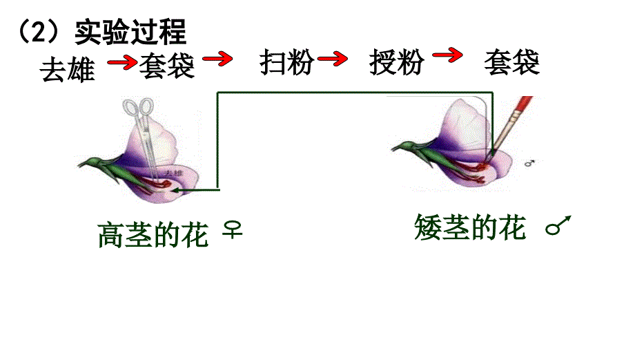 基因分离刘志2_第4页