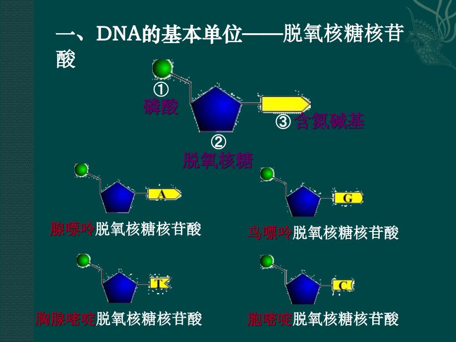 苏教版教学课件生物苏教版必修二42DNA的结构和DNA的复制课件_第3页