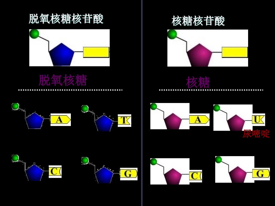 苏教版教学课件生物苏教版必修二42DNA的结构和DNA的复制课件_第4页