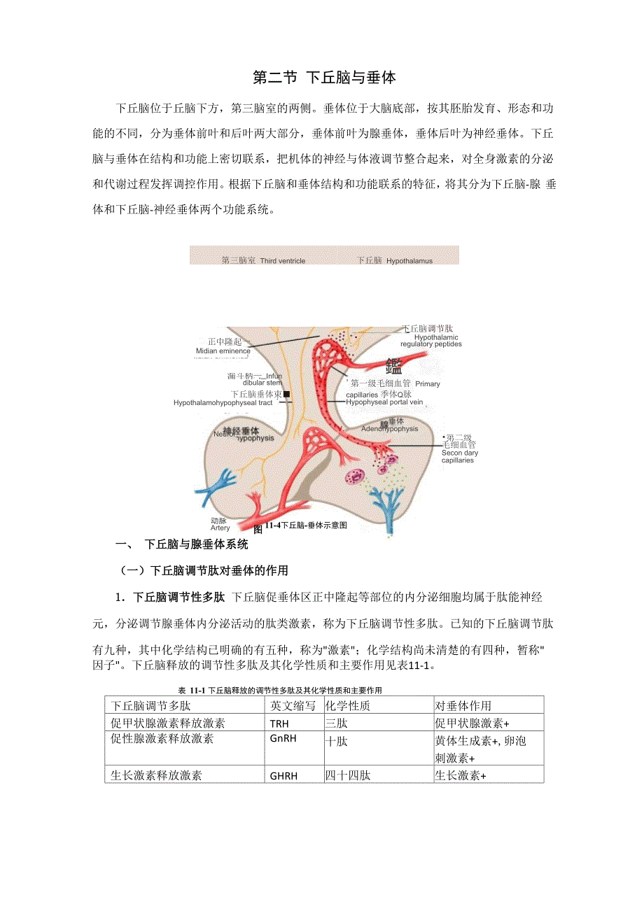 内分泌 下丘脑-垂体_第1页