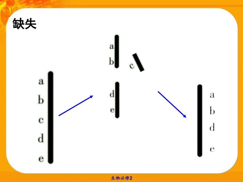 染色体变异及其应用_第5页