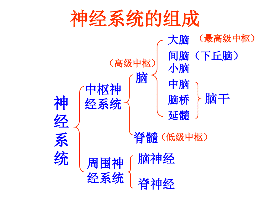 神经系统的分级调节1_第2页