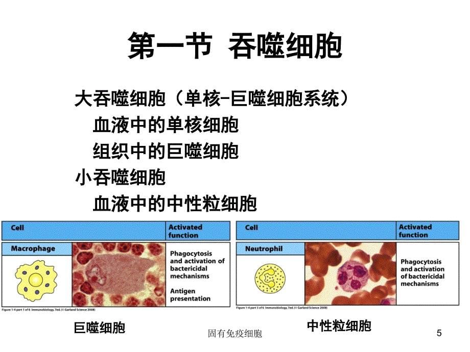 固有免疫细胞培训课件_第5页