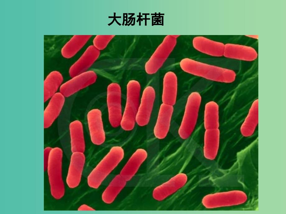 高中生物《4.2种群数量》课件 新人教版必修3.ppt_第4页