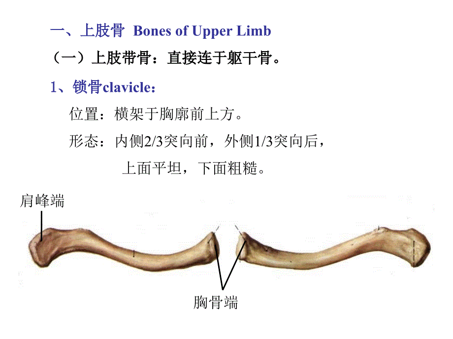 上下肢骨及其连结 ppt课件_第3页