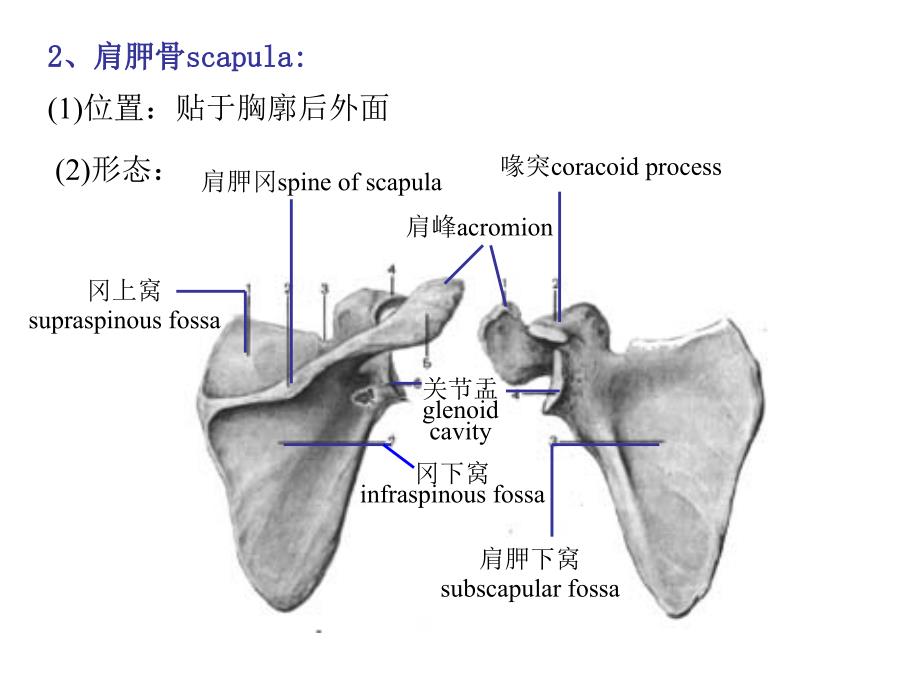 上下肢骨及其连结 ppt课件_第4页