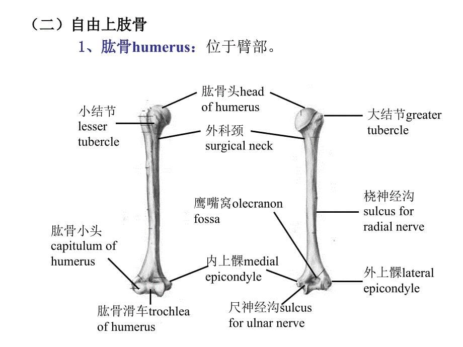 上下肢骨及其连结 ppt课件_第5页