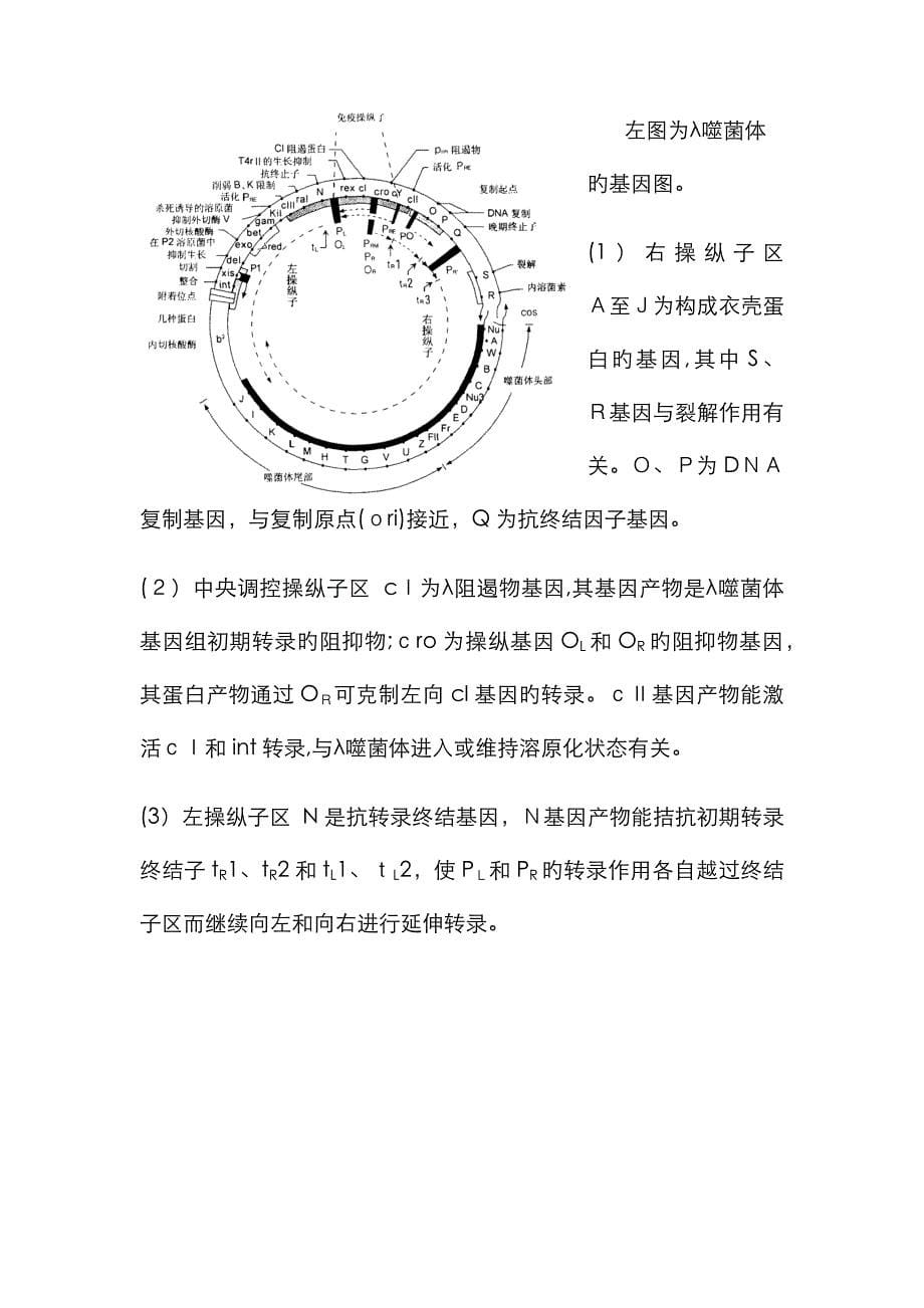 λ噬菌体的裂解性和溶原性_第5页