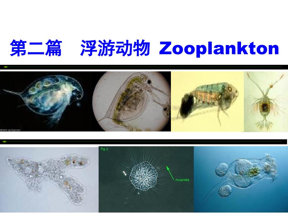 水生生物学桡足类课件_第1页