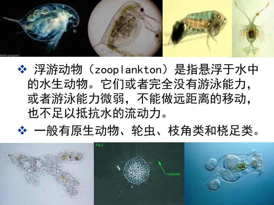 水生生物学桡足类课件_第2页