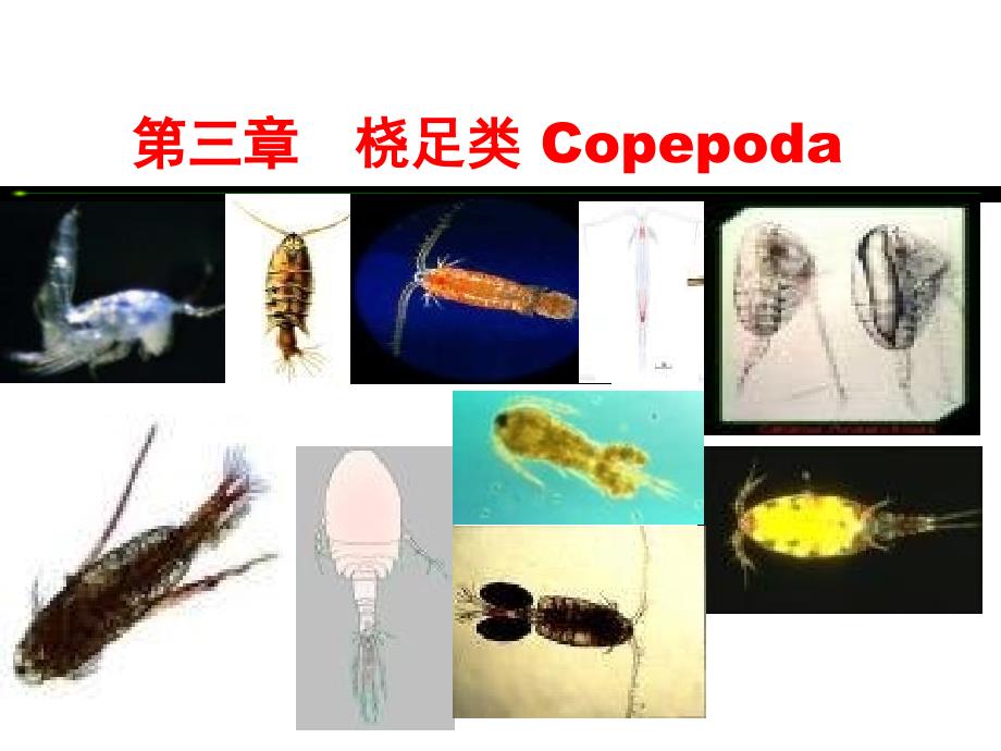 水生生物学桡足类课件_第3页