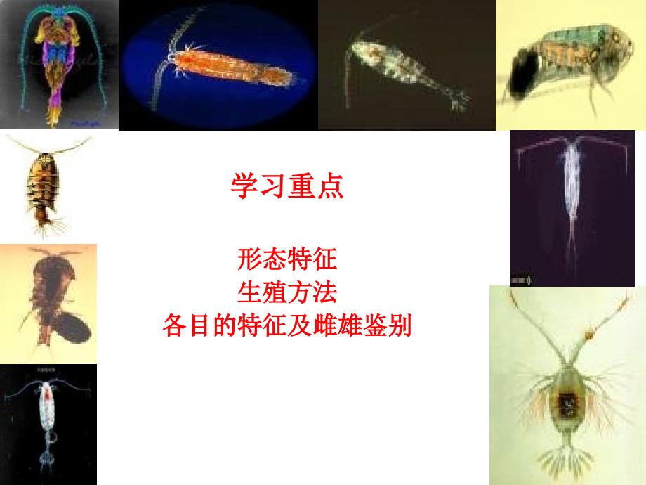 水生生物学桡足类课件_第4页