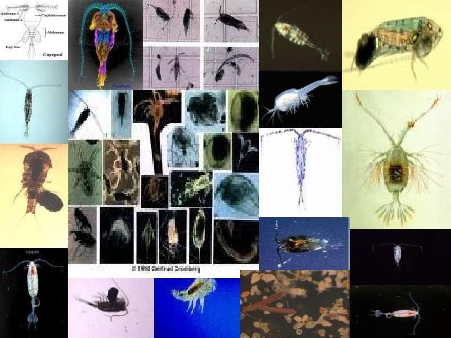 水生生物学桡足类课件_第5页