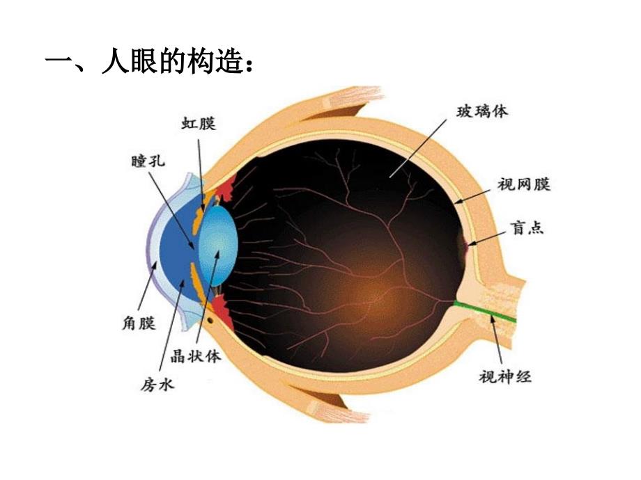 4.6眼睛与视力矫正pptflash课件_第3页