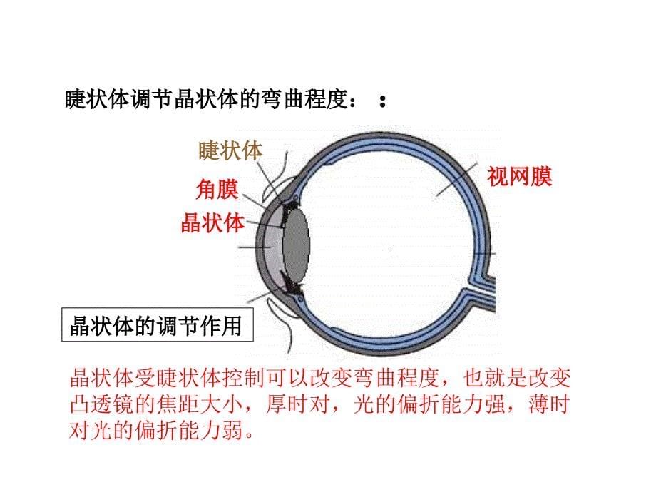 4.6眼睛与视力矫正pptflash课件_第5页