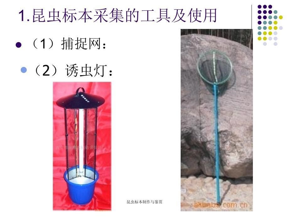 昆虫标本制作与鉴赏课件_第5页