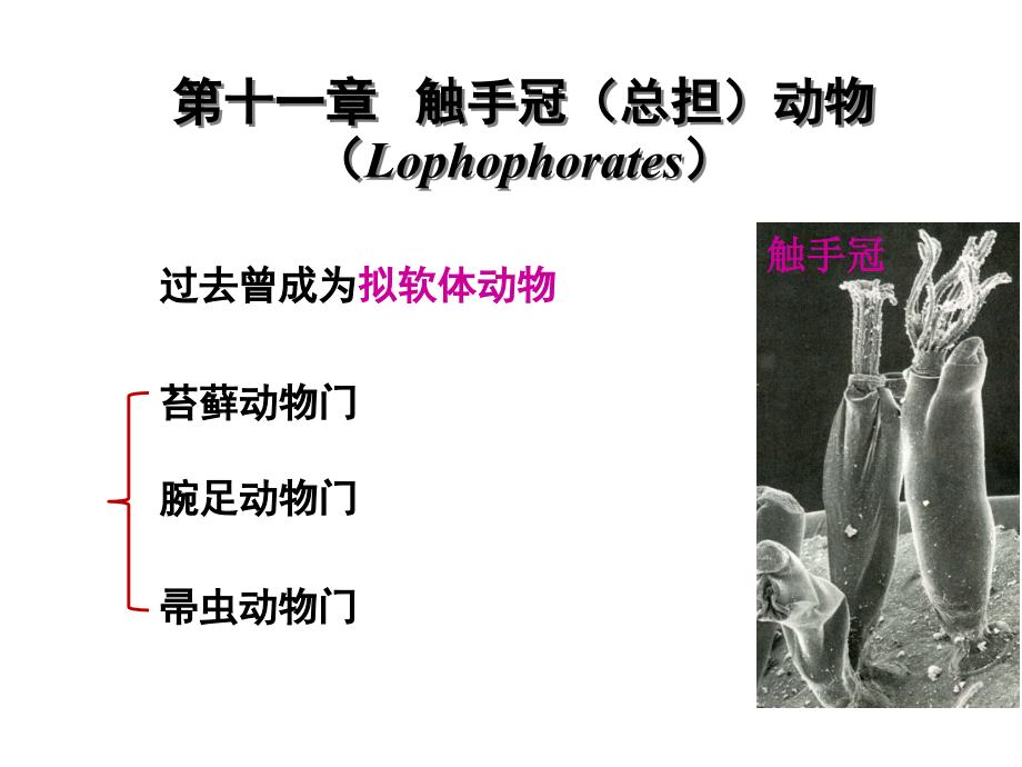 普通动物学第11章触手冠动物_第1页