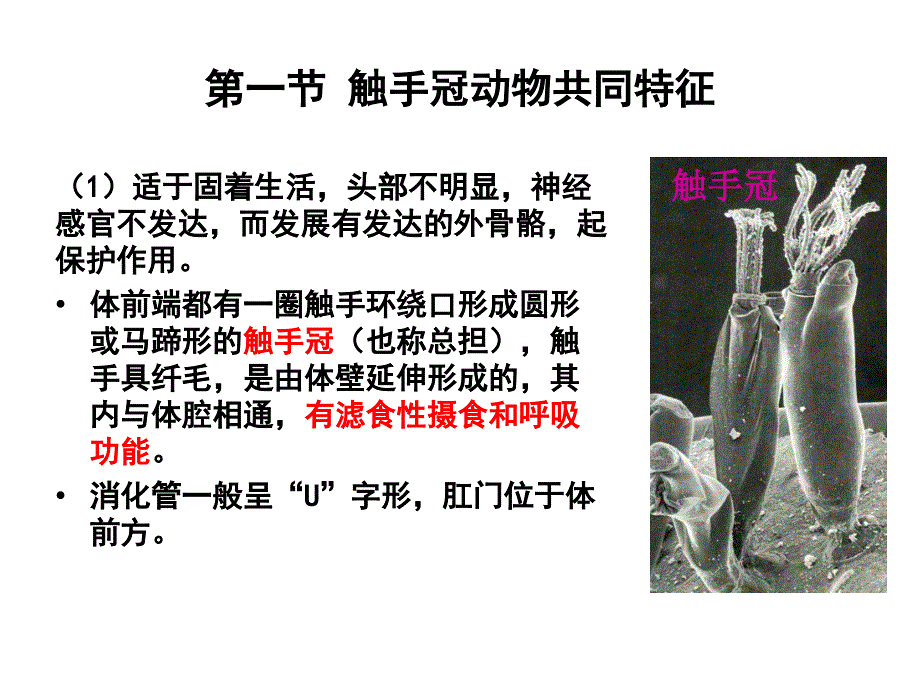 普通动物学第11章触手冠动物_第2页