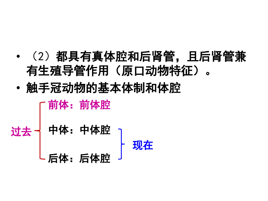 普通动物学第11章触手冠动物_第3页