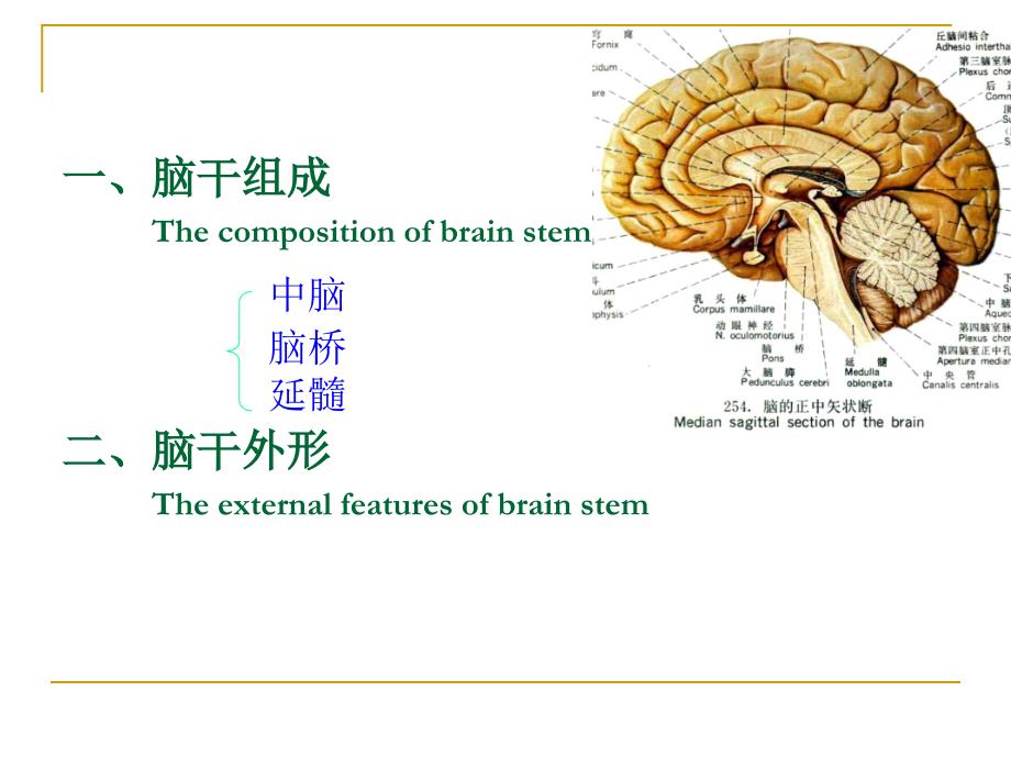 医学人体解剖学资源：脑干_第2页